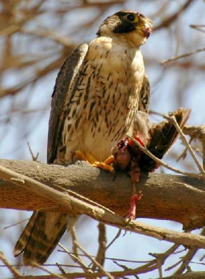 Aguilas, halcones, cernícalos (Falconiformes)